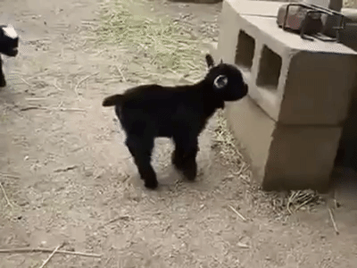 Pabloescophe Pour Noel Je Veux Un Bebe Chevre Svp Pleading Face Heart Skuat